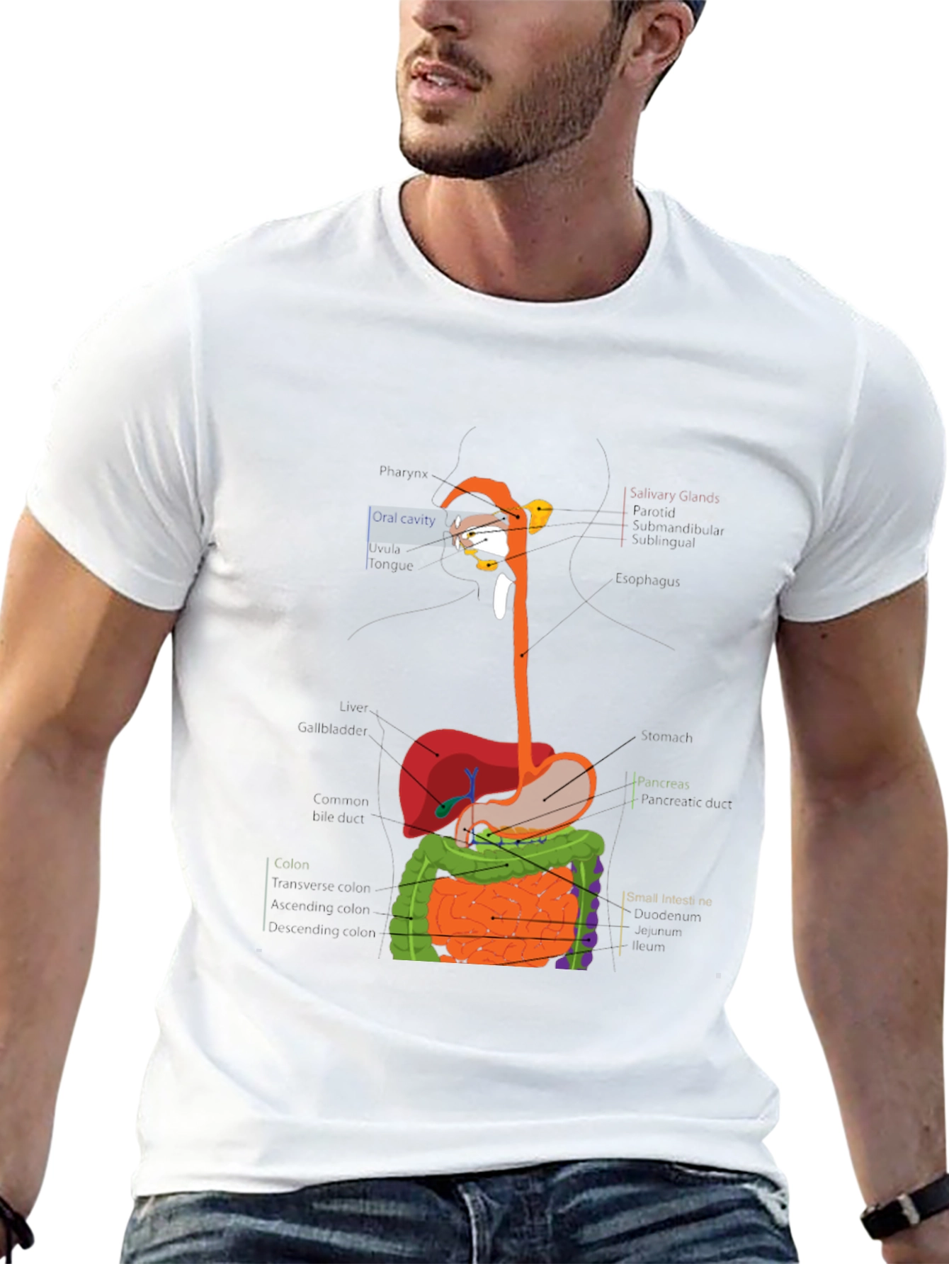 Digestive System Anatomy Graphic T-Shirt