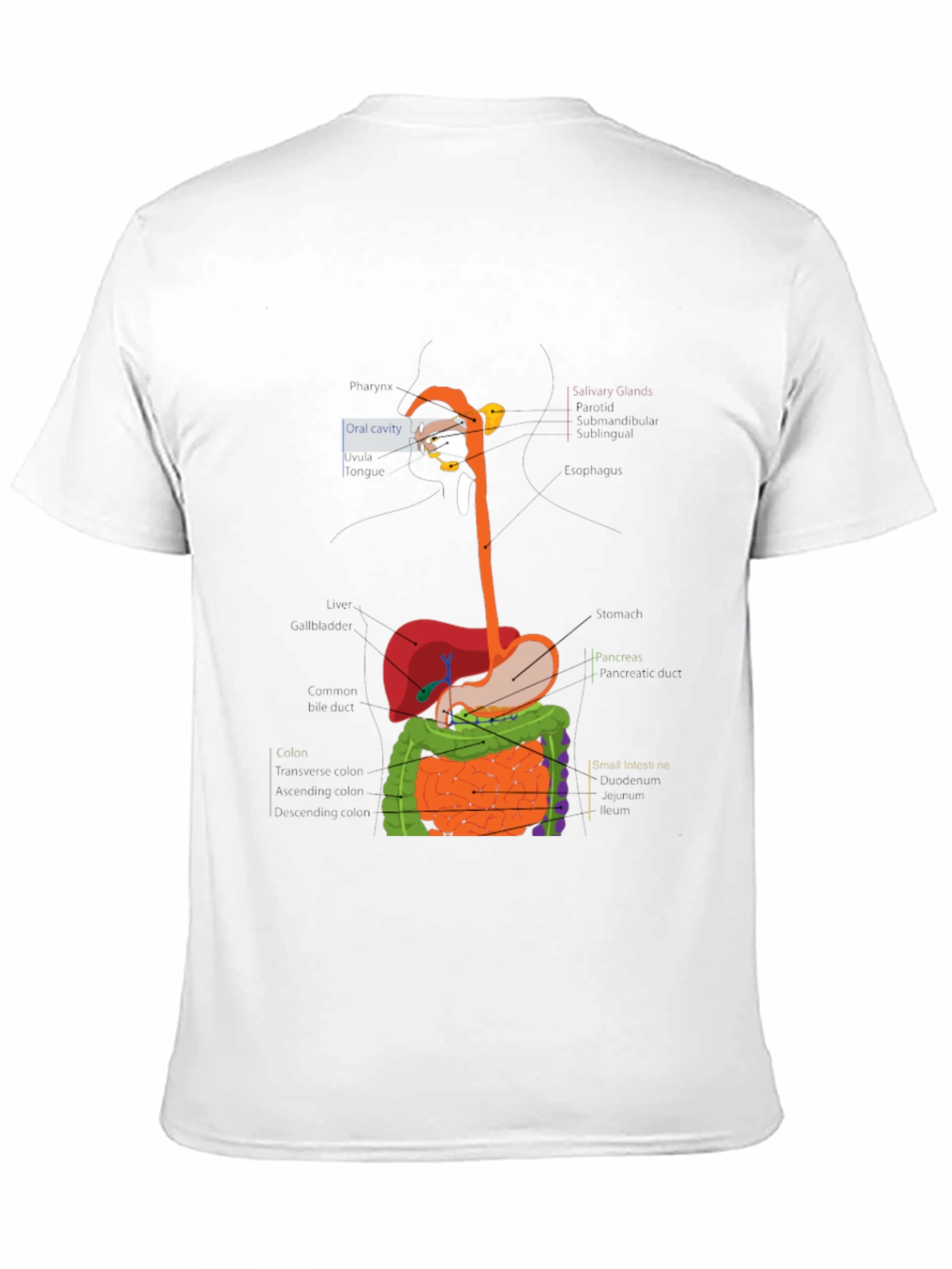 Digestive System Anatomy Graphic T-Shirt