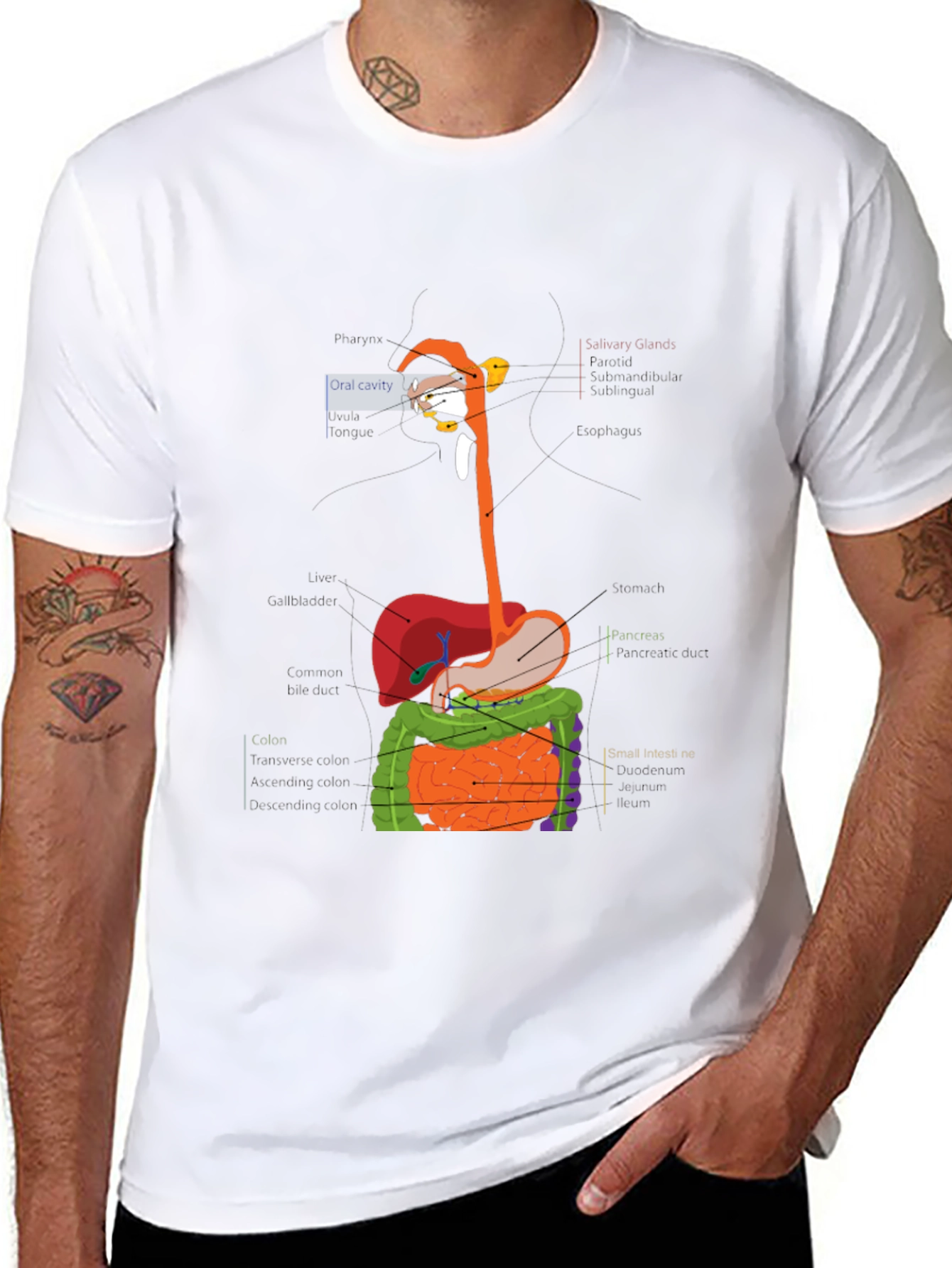 Digestive System Anatomy Graphic T-Shirt