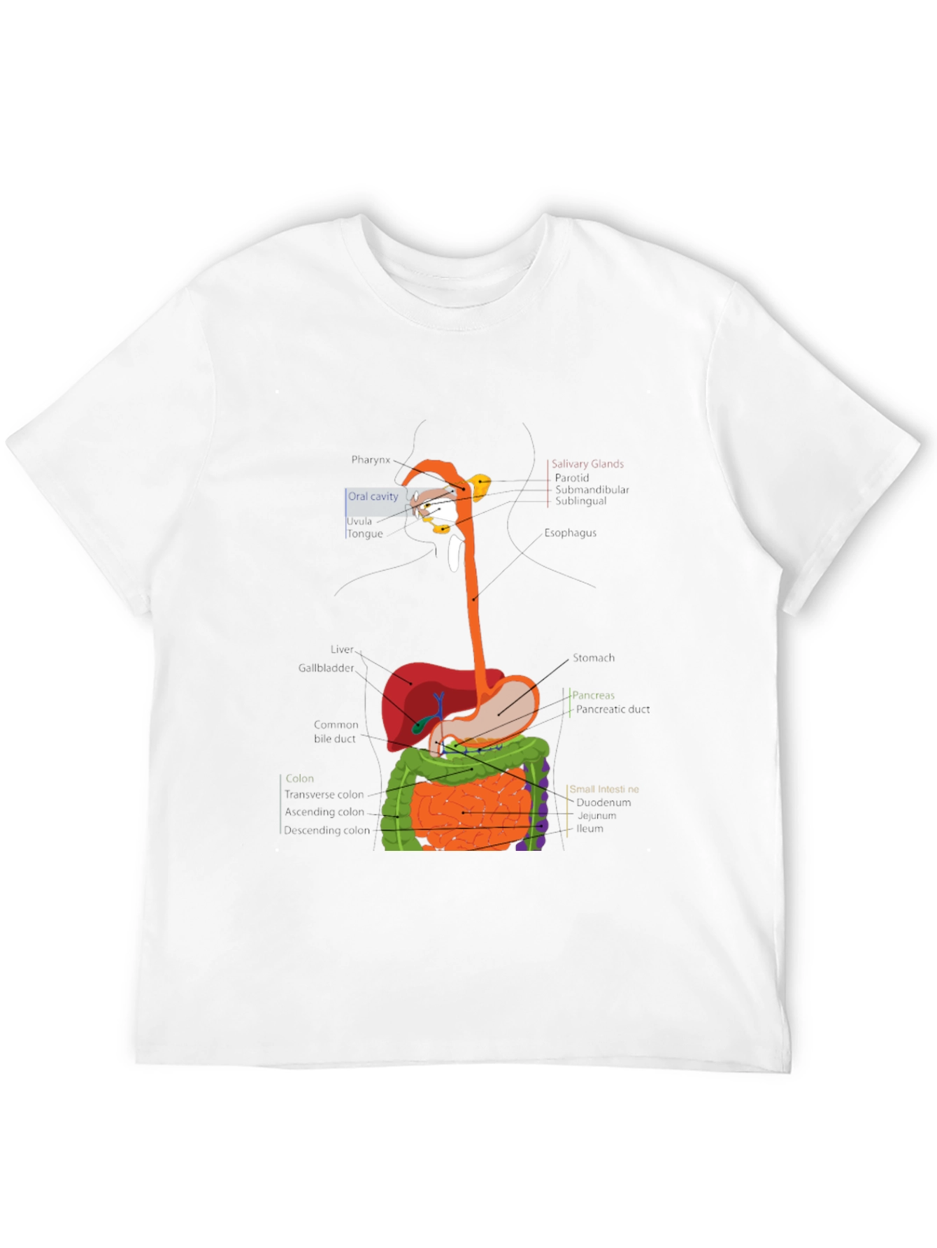 Digestive System Anatomy Graphic T-Shirt