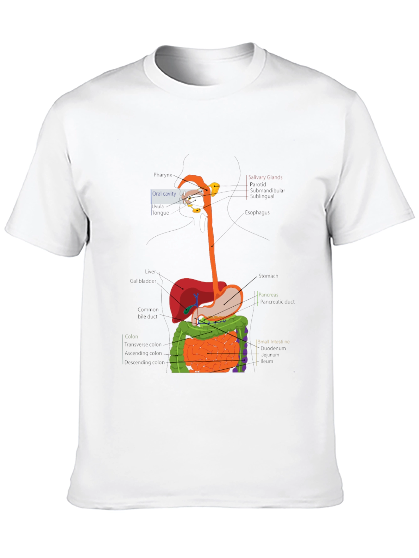 Digestive System Anatomy Graphic T-Shirt